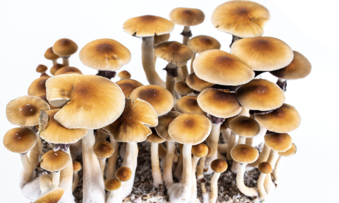 California Becomes First State to Pass Psychedelics Decriminalization Through Legislature